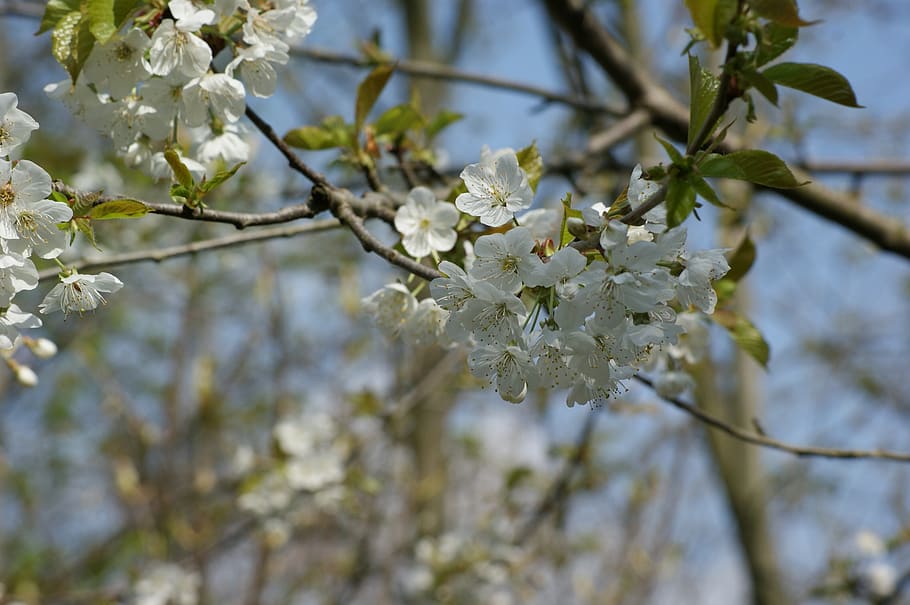 nature, blossom, bloom, close up, plant, fragility, vulnerability HD wallpaper