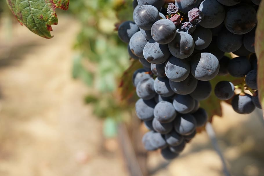 grapes, vine, wine, vineyard, grape vine, leaf, winery, fruit, HD wallpaper