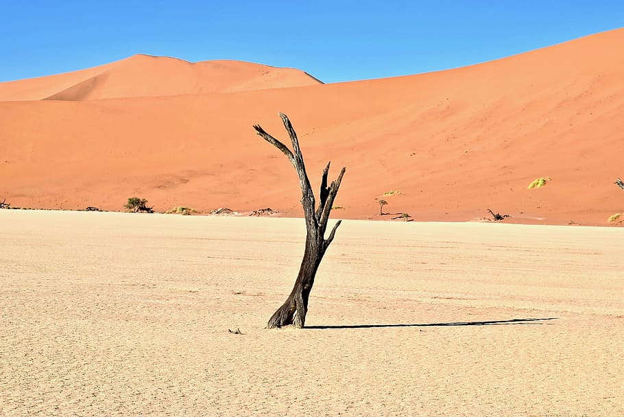 brown driftwood on desert, stand alone leafless tree under blue sky HD wallpaper