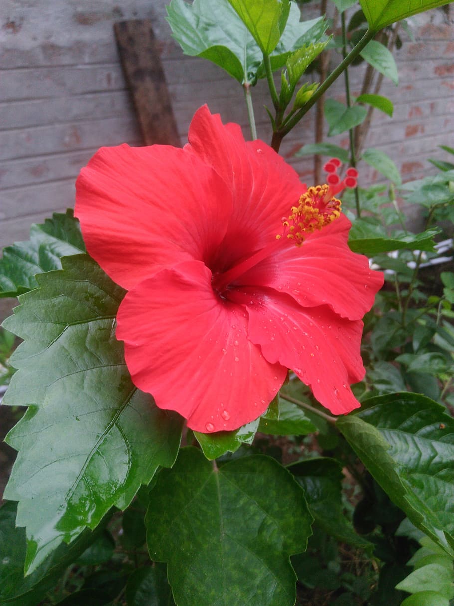 hibiscus, red, flower, beautiful, plant, flowering plant, petal HD wallpaper