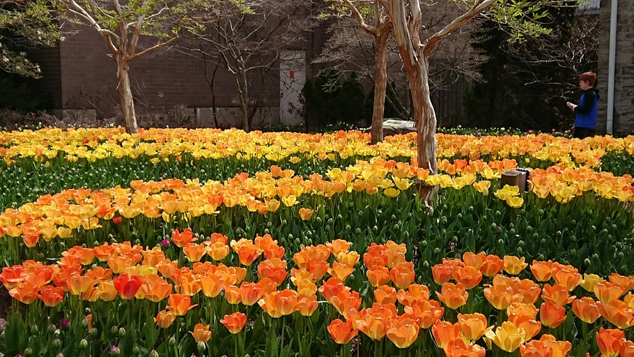 tulips, spring, orange, flowering plant, beauty in nature, freshness HD wallpaper