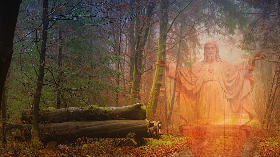 jesus, tree, autumn, nature, plant, forest, land, tree trunk HD wallpaper