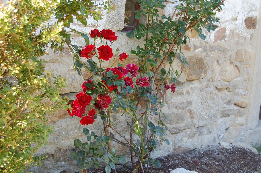 Hd Wallpaper Rose Red Wall Natural Stone Stone Wall Red Rose