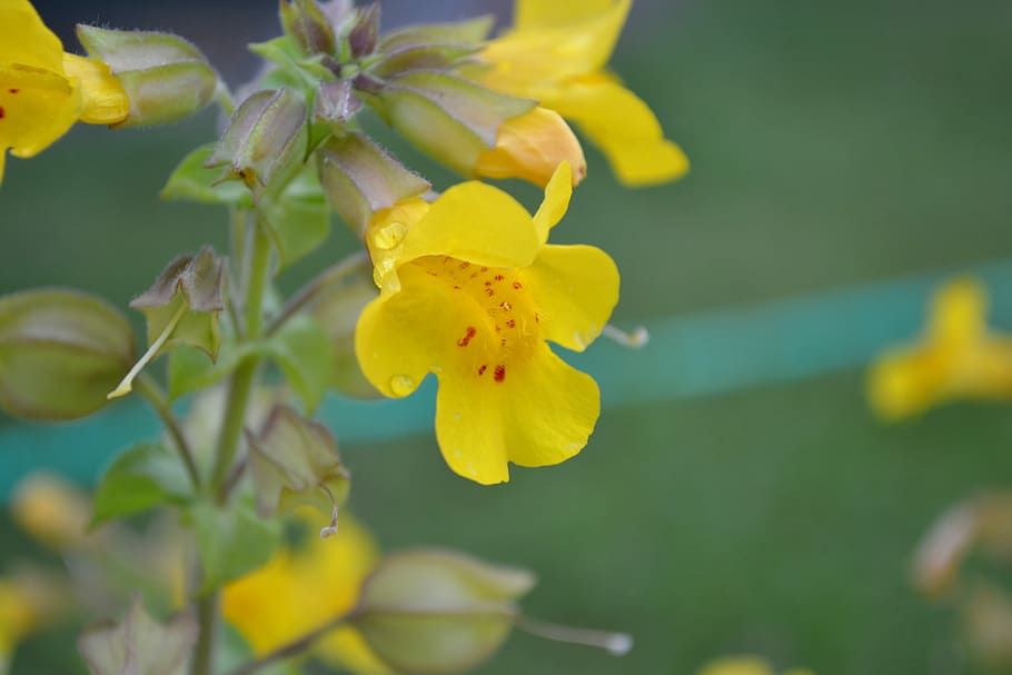 Mimulus, Musk, Monkey Flower, monkey musk, yellow, red spots HD wallpaper