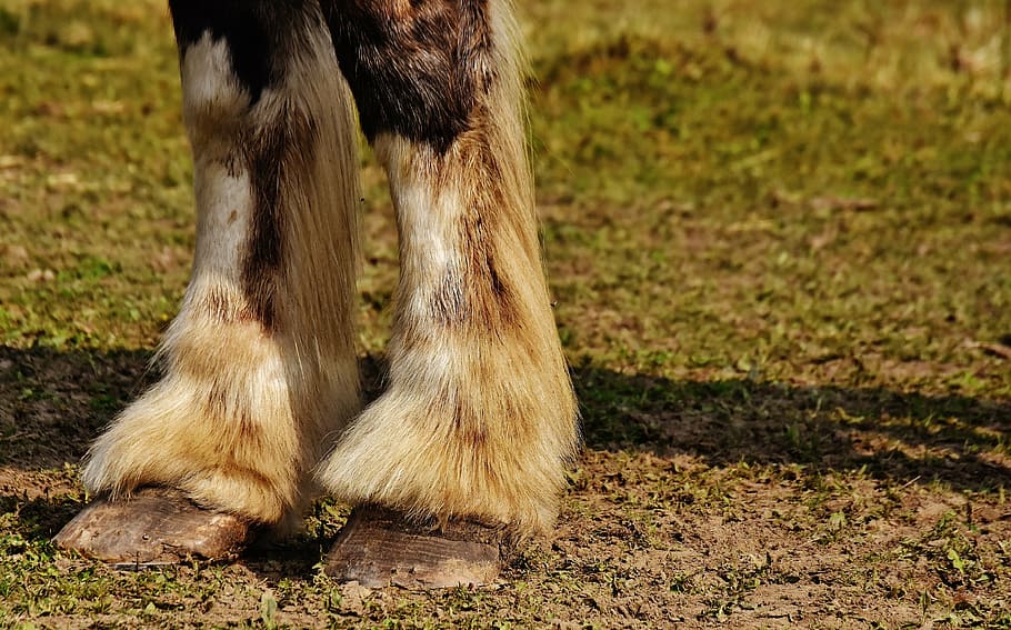 animal feet on grass, shire horse, hoof, forelegs, big horse, HD wallpaper