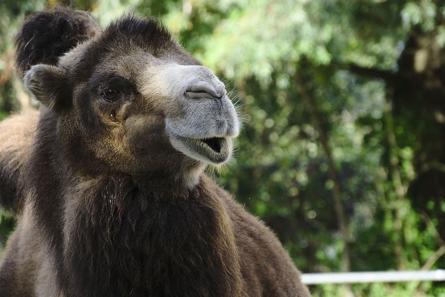 camel, zoo, dromedary, brown, fur, animal, animal themes, one animal HD wallpaper