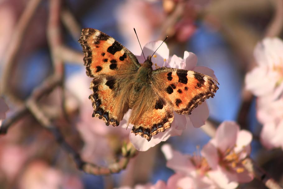Butterfly, Spring, Flower, Nature, insect, one animal, animal themes HD wallpaper