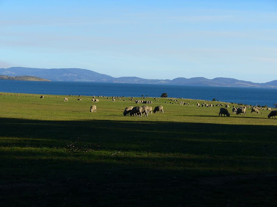 Sheep, Field, Pasture, Mountain, Farm, nature, agriculture HD wallpaper