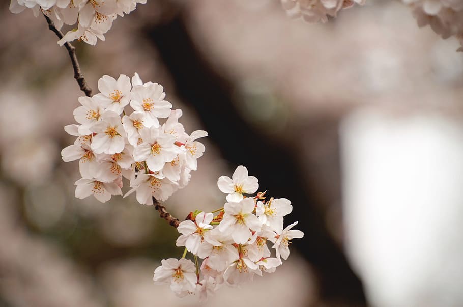 White Cherry Blossom, beautiful, bloom, blooming, blur, bokeh HD wallpaper