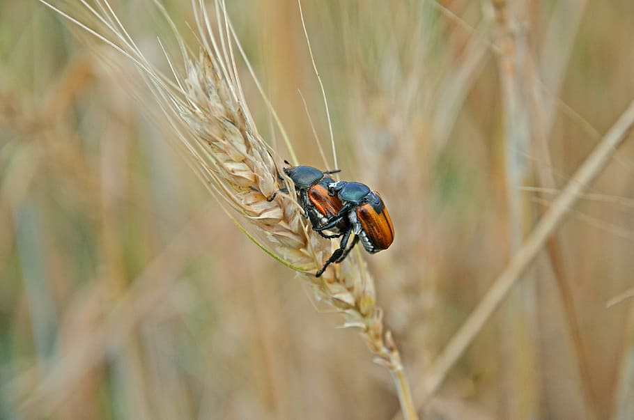 beetles, wheat, pairing, insects, field, kolos, agriculture, HD wallpaper
