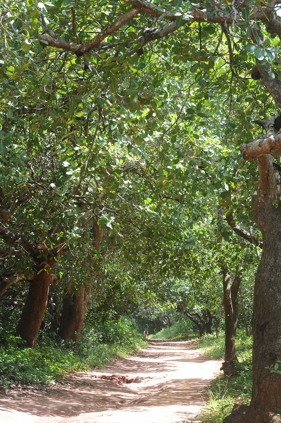 Environment, Trees, Forest, Nature, flying, leaves, greens HD wallpaper