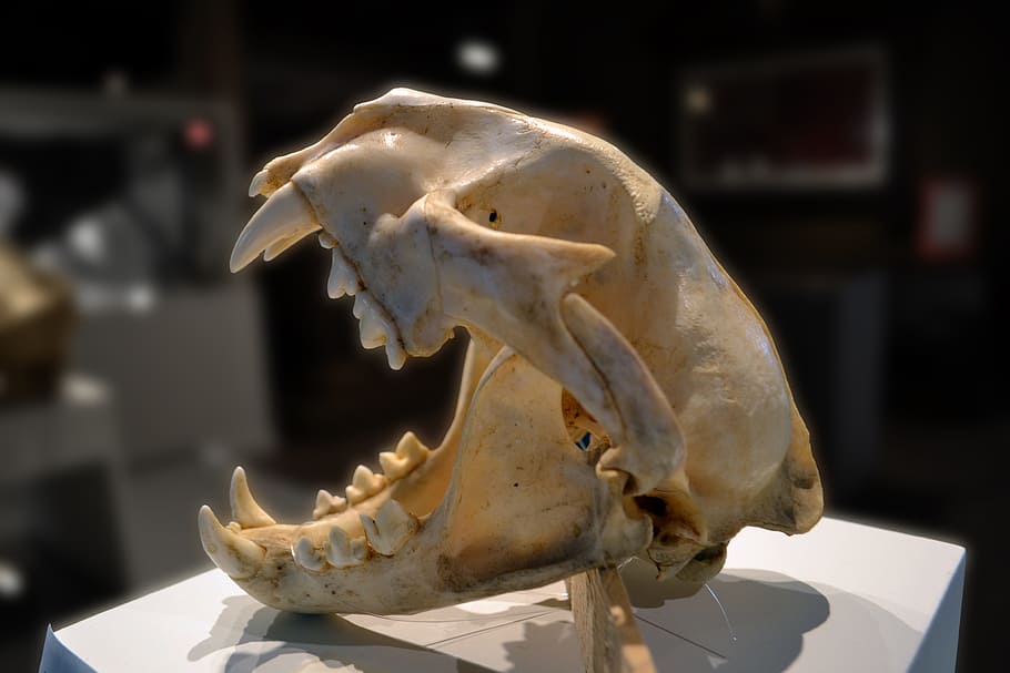 closed-up photo of animal skull, puma, mountain lion, dead, death