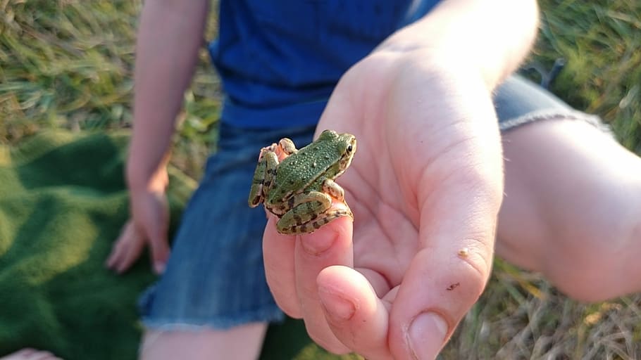 Frog, Nature, Animals, one animal, holding, one person, human body part HD wallpaper