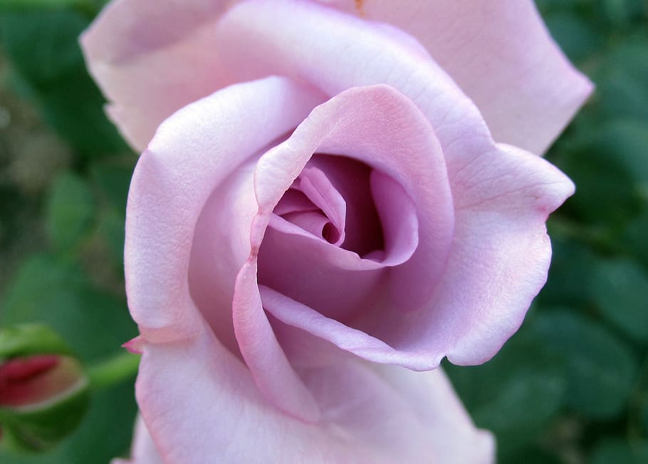 summer, garden, flower, flowering plant, beauty in nature, vulnerability HD wallpaper