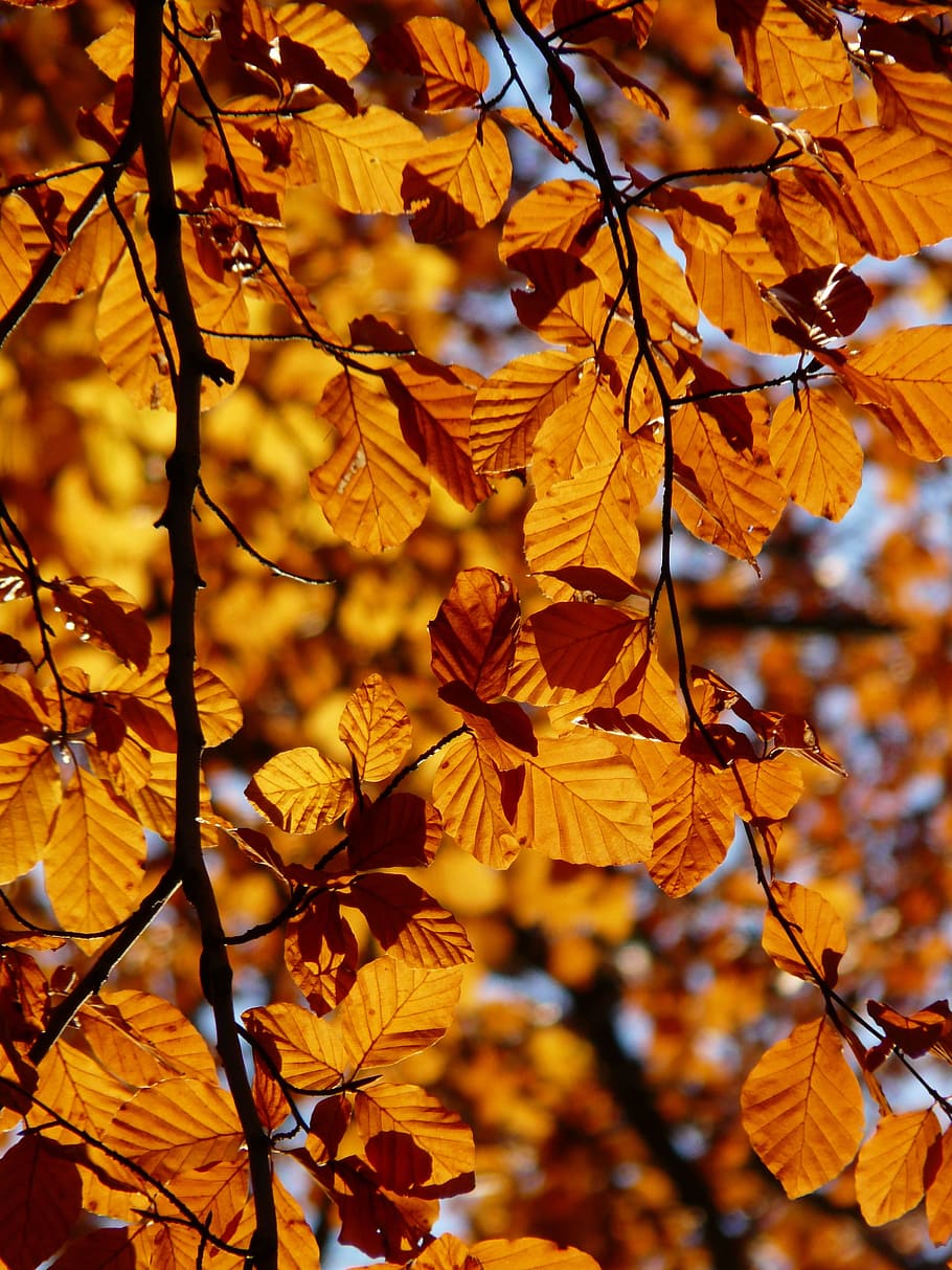 withered leaves on tree, beech, fagus sylvatica, deciduous tree, HD wallpaper