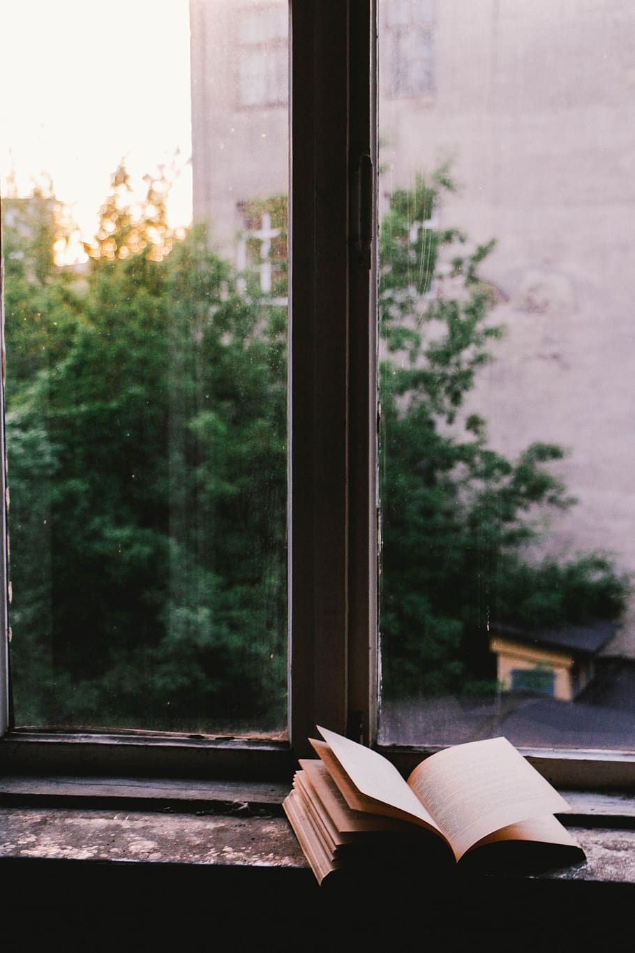 window, glass, shield, book, tree, open, glass - material, transparent HD wallpaper