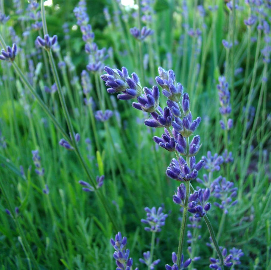 Lavender, Grass, Flower, Fragrance, blue, garden, summer, plant HD wallpaper