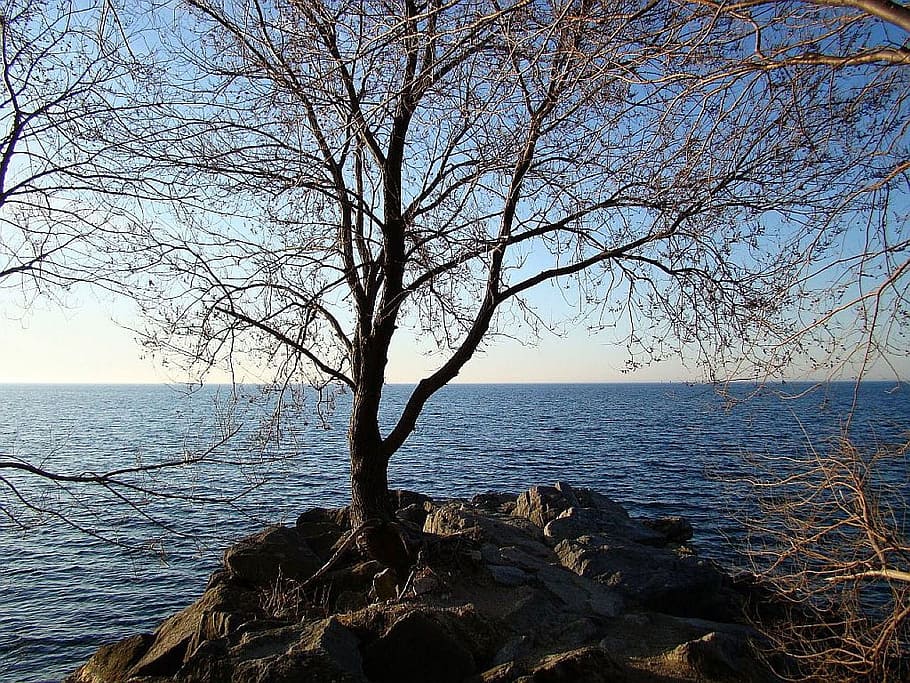 lake, water, wave, tree, island, sunrise, sea, beauty in nature HD wallpaper
