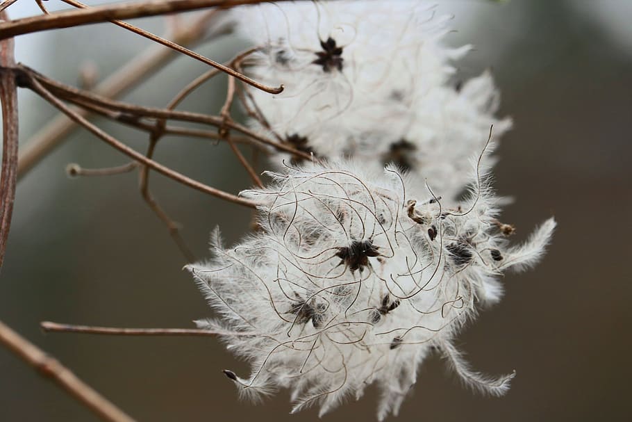 flower, threads, white, beautiful, forest, wild, natureworld HD wallpaper