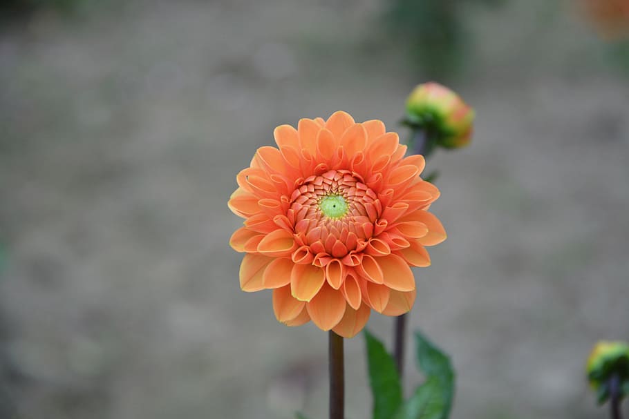flower, button, orange, petals, flowering, summer, nature, flowering plant HD wallpaper