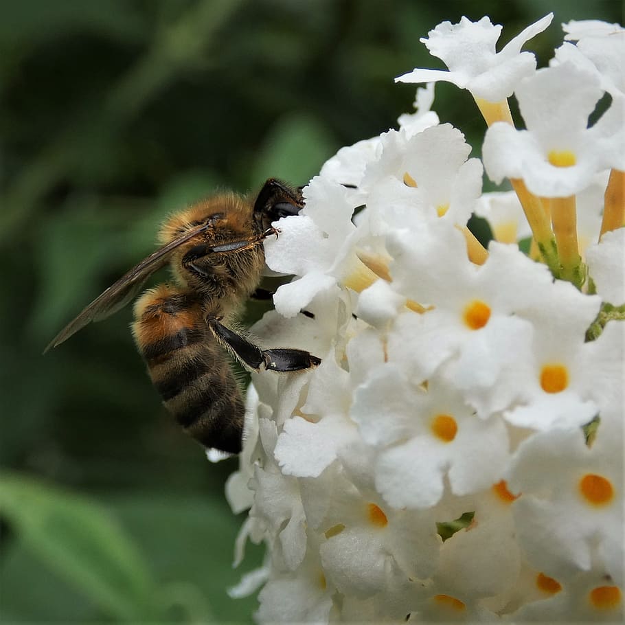 bee, nectar, blossom, bloom, apis mellifera, honey bee, close HD wallpaper