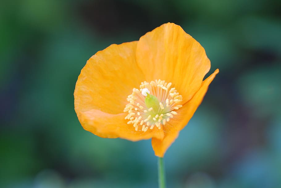 poppy, orange, spring, close, garden, plant, blossom, flower HD wallpaper
