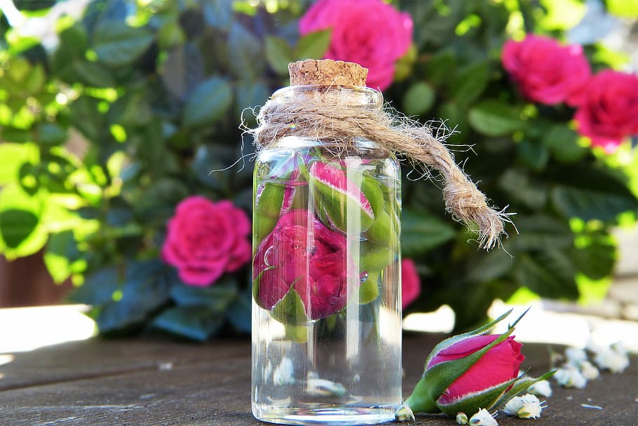 clear glass jar with pink rose, water, blossom, bloom, essential oils, HD wallpaper
