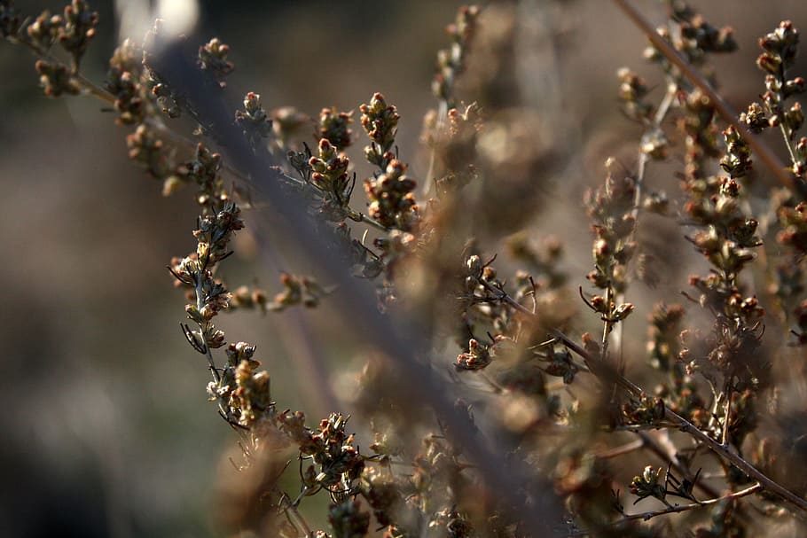 grass, macro, nature, brown, herbs, crimea, plant, selective focus HD wallpaper