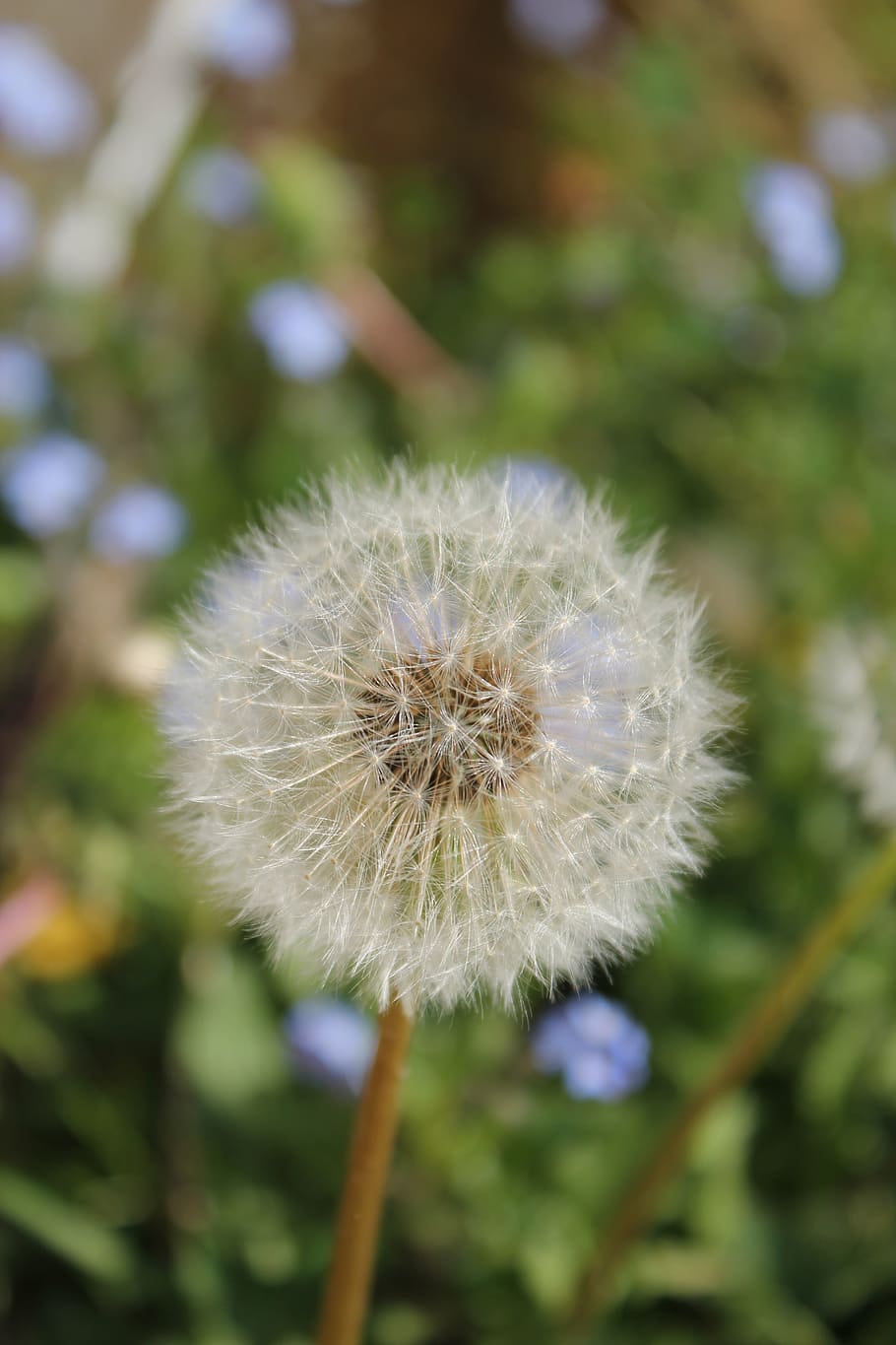 dandelion, flower, nature, spring, seeds, close, wild flower HD wallpaper