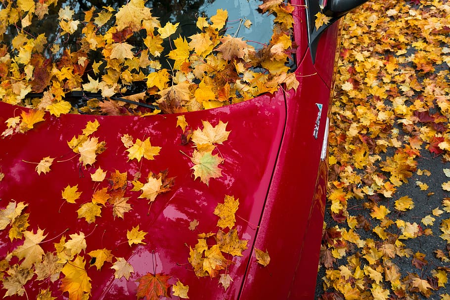 auto, red, maple, autumn, leaf, yellow, orange, leaves, coloring HD wallpaper