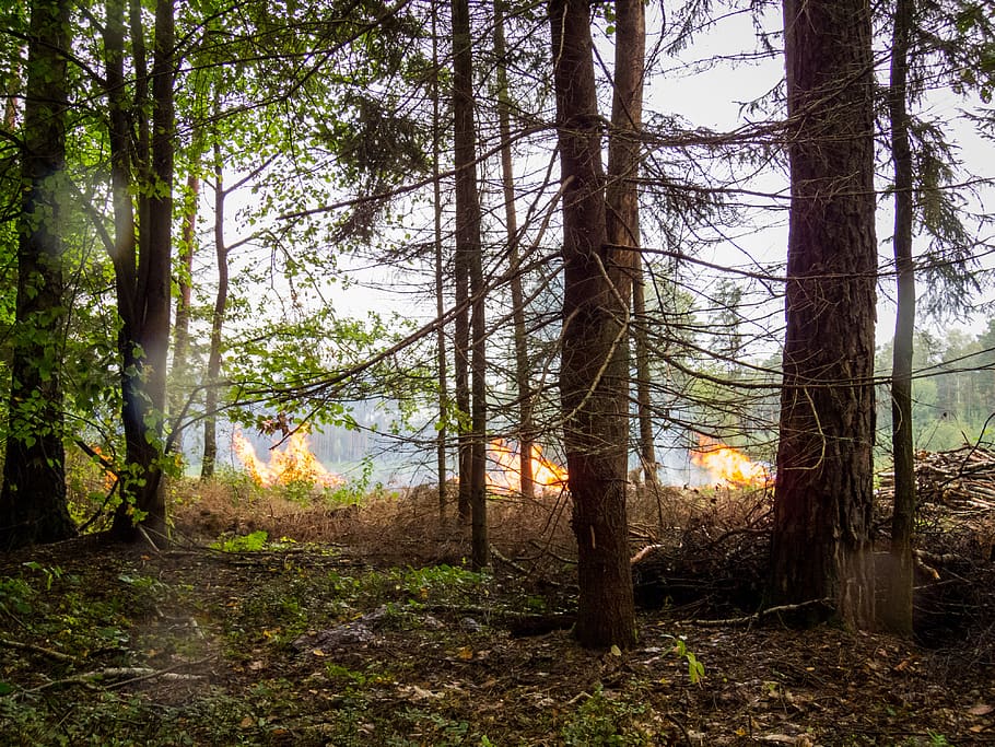 forest fire, flames, tree, branches, event, smoke, threat, nature HD wallpaper