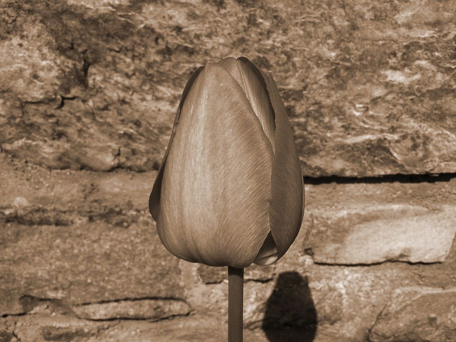 Tulip, Sepia, bud, nature, close-up, wood - Material, brown HD wallpaper
