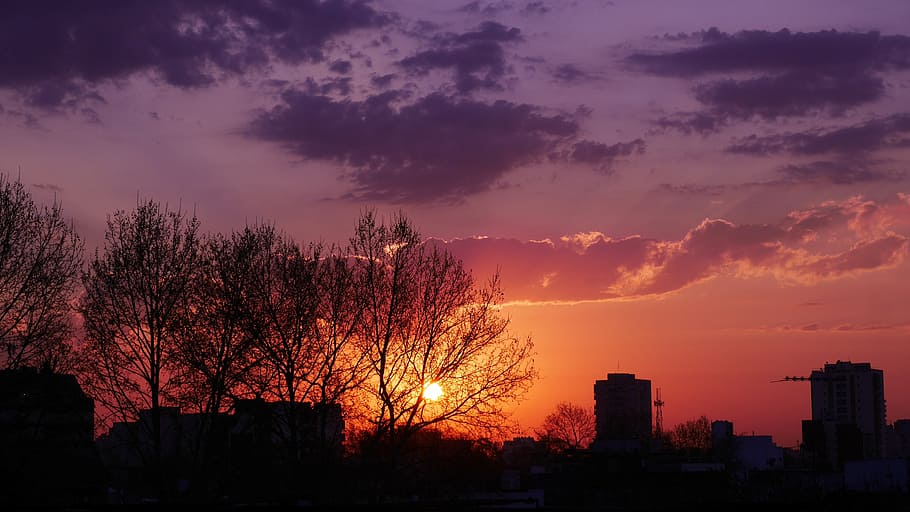 silhouette of trees near buildings, sunset, the night sky, glow HD wallpaper