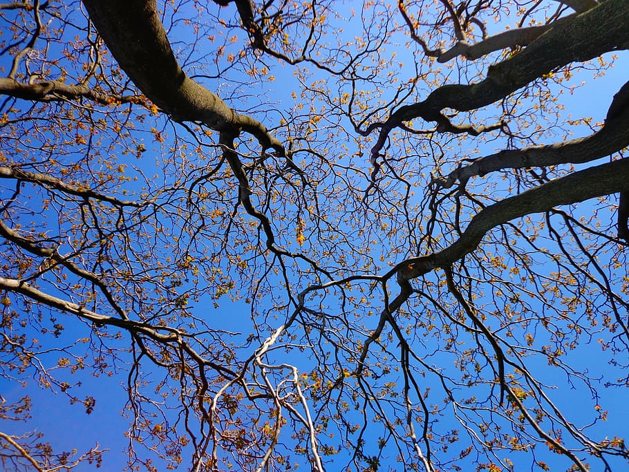 worm's eye-view photograph of withered trees, branches, spring HD wallpaper