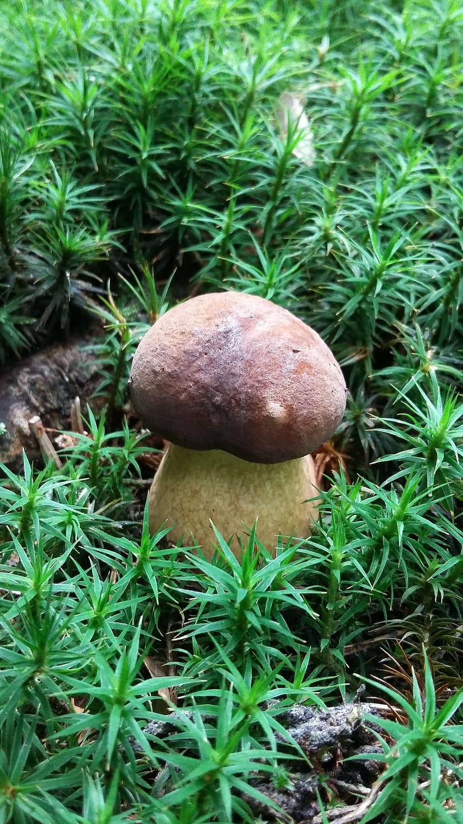 sponge, blueprint, forest, nature, outdoors, growth, food, mushroom HD wallpaper