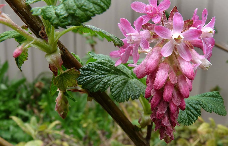Pink, Flowering, Currant, Currant, Bush, pink color, plant HD wallpaper