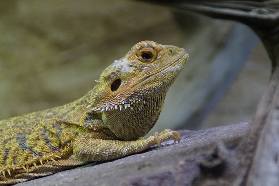 Reptile, Lizard, Close, Zoo, terraristik, terrarium, tropical HD wallpaper