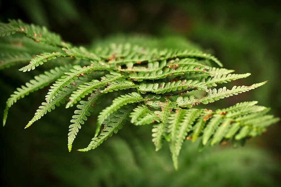 green fern plant, forest, nature, leaves, forest plant, leaf HD wallpaper