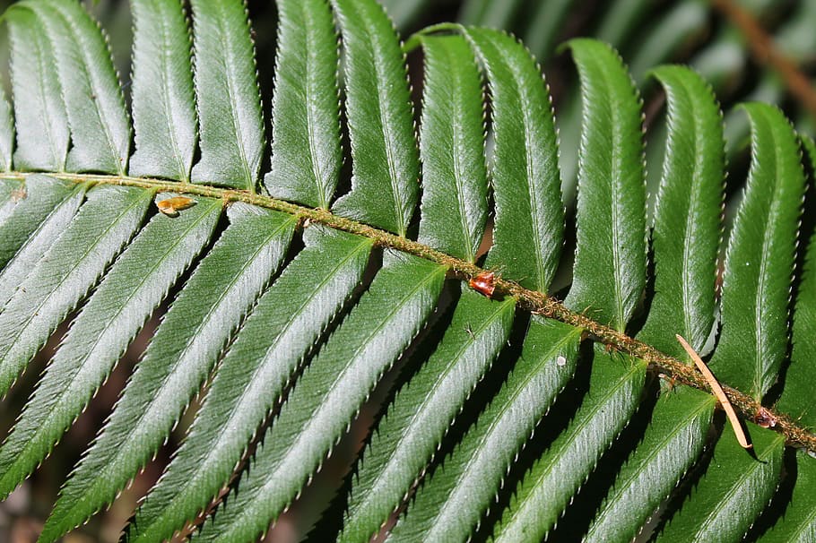 fern, forest, forest background, lush, nature, plant, leaf HD wallpaper