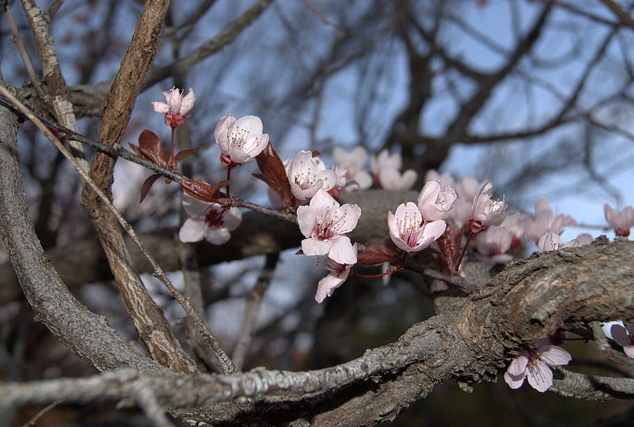 pink, flowers, blossoms, flowering plant, branch, tree, growth HD wallpaper