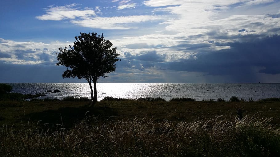 Tree, Backlight, Gotland, nature, tranquil scene, landscape HD wallpaper