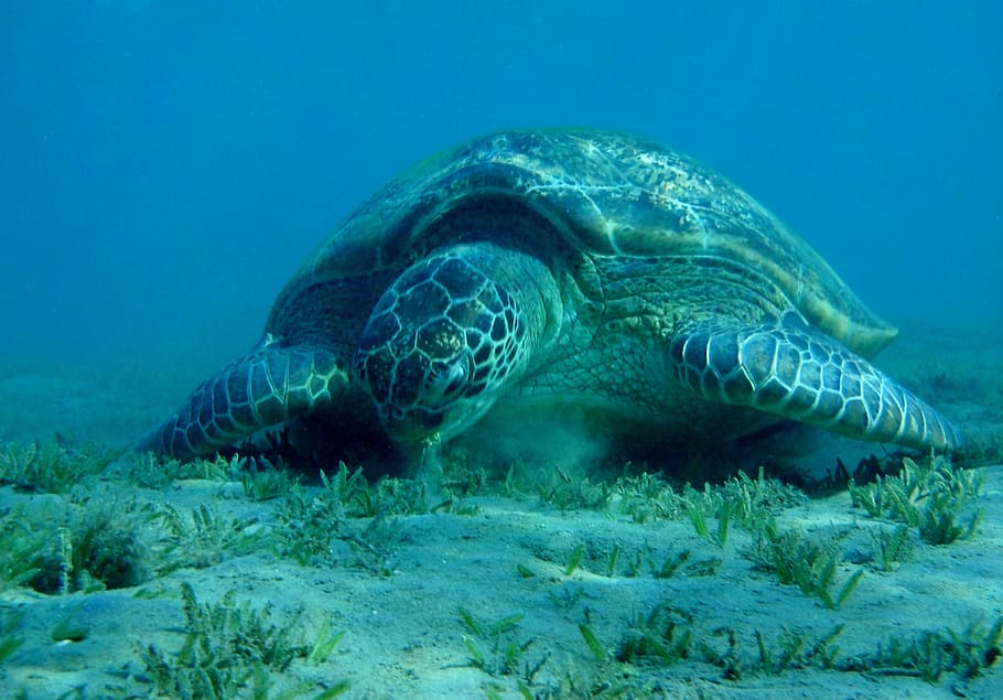 turtle under the sea, Sea ​​Turtle, Egypt, Red Sea, the red sea, HD wallpaper