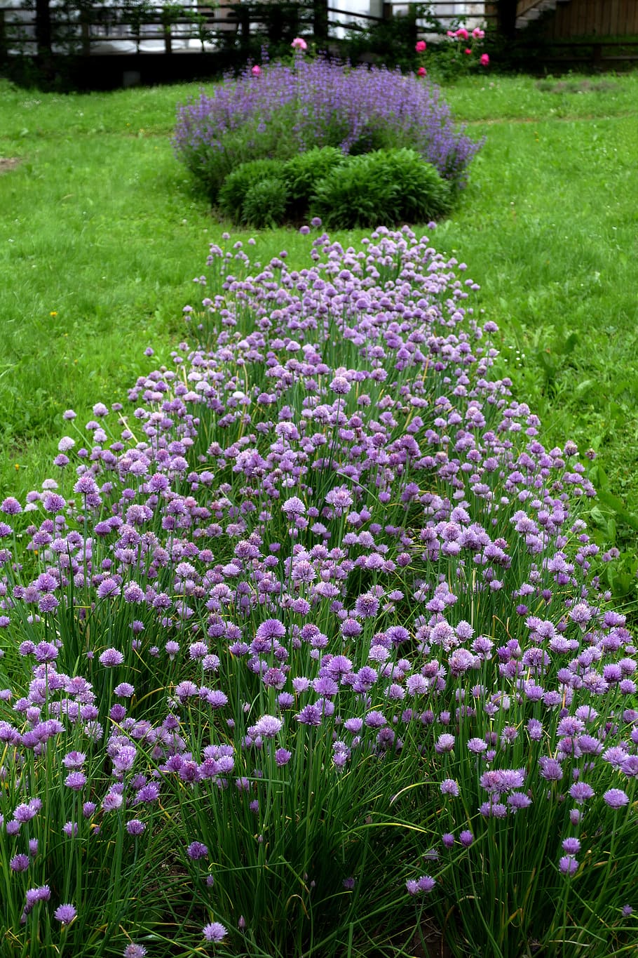 nature, colors, flowers, spring, flowering plant, beauty in nature HD wallpaper