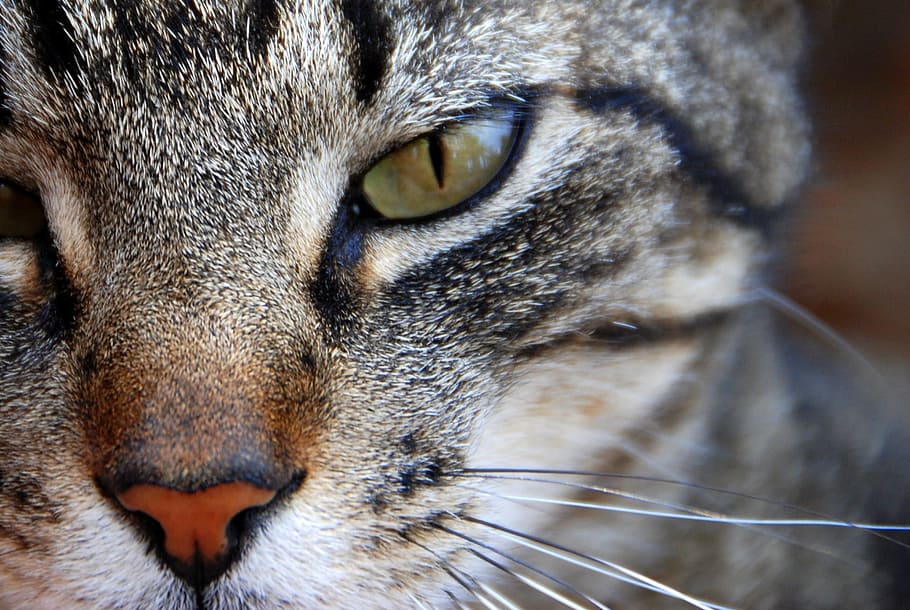 Cat, Feline, Face, Eye, Nose, Fur, whisker, fierce, stare, gaze HD wallpaper