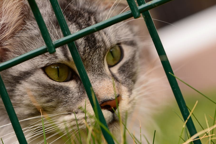 maine coon, cat, one animal, animal themes, feline, domestic cat HD wallpaper