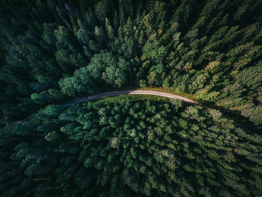 aerial, view, trees, plants, forest, nature, road, street, green color HD wallpaper