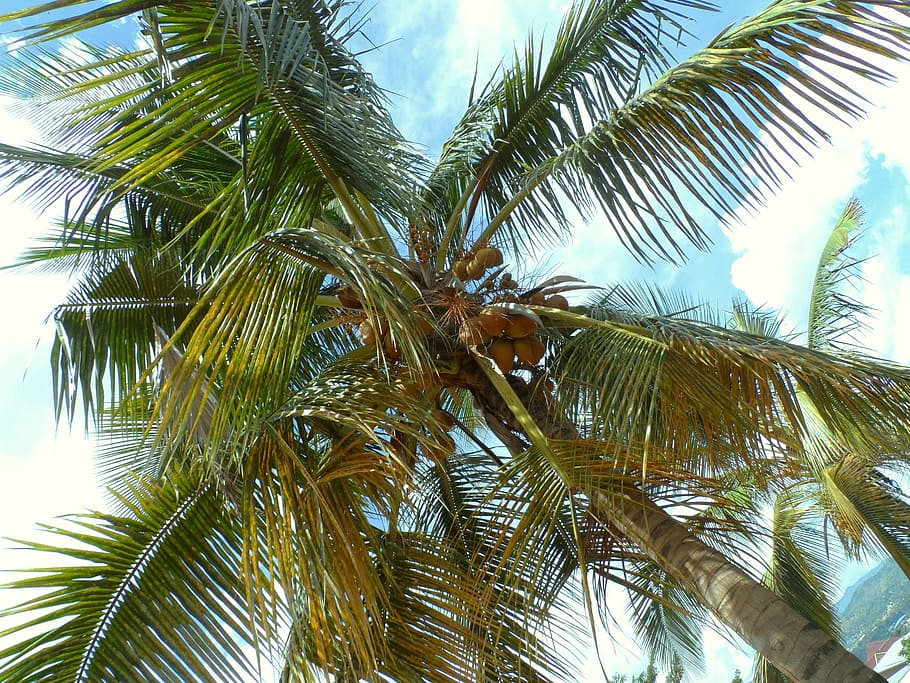 bujumbura, burundi, palm tree, palm nuts, tropical, africa, HD wallpaper