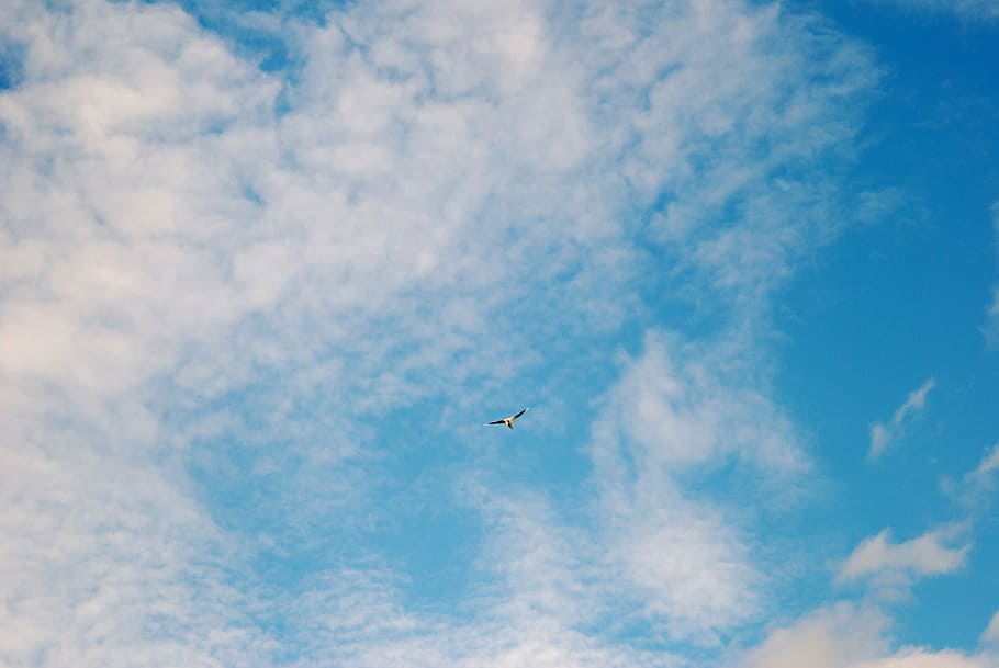 sky, clouds, blue, space, bird, moon, earth, flying, nature HD wallpaper