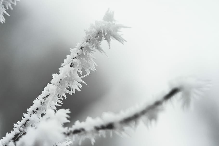 Ice Hoarfrost on a Branch, cold, crystals, frozen, nature, snow, HD wallpaper