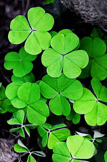 green Clover leaf, background, patrick, day, flora, foliage HD wallpaper